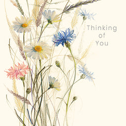 Oxeye Daisies