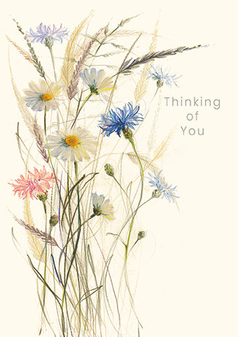 Oxeye Daisies
