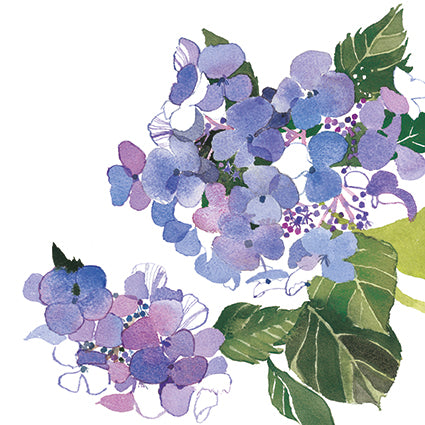 Blue hydrangea