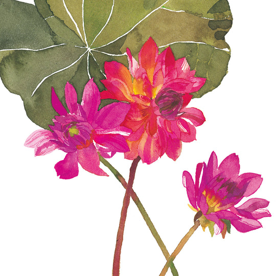 Pink dahlias