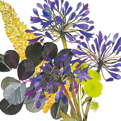 Agapanthus