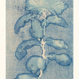 Chrysanthemum