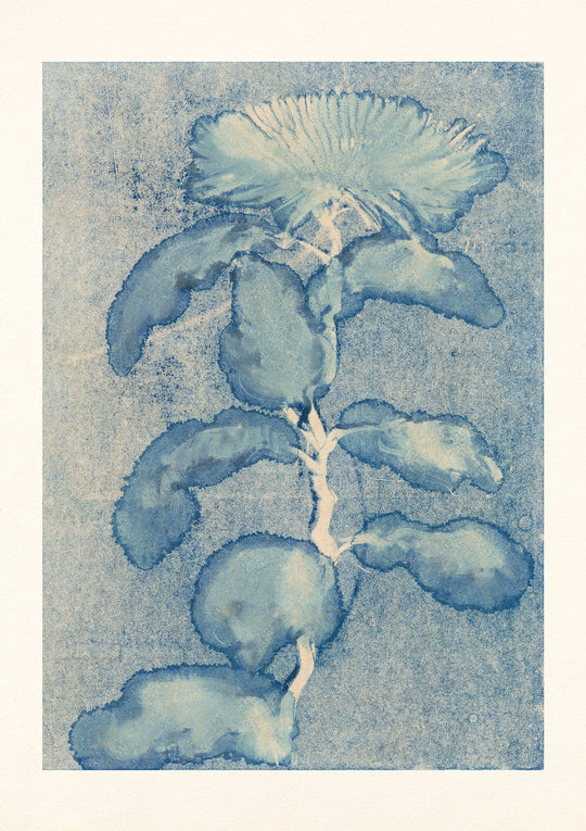 Chrysanthemum