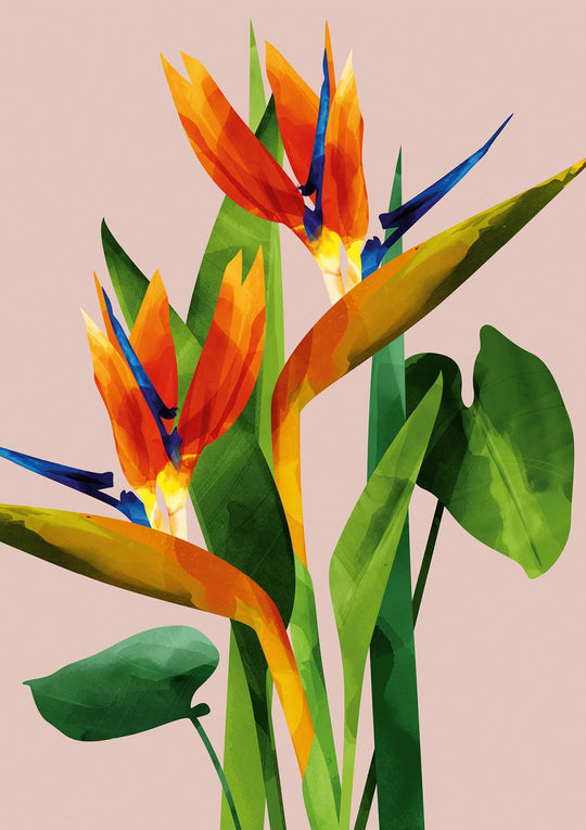 Birds of Paradise