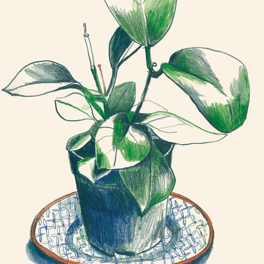 Shiny Leaves