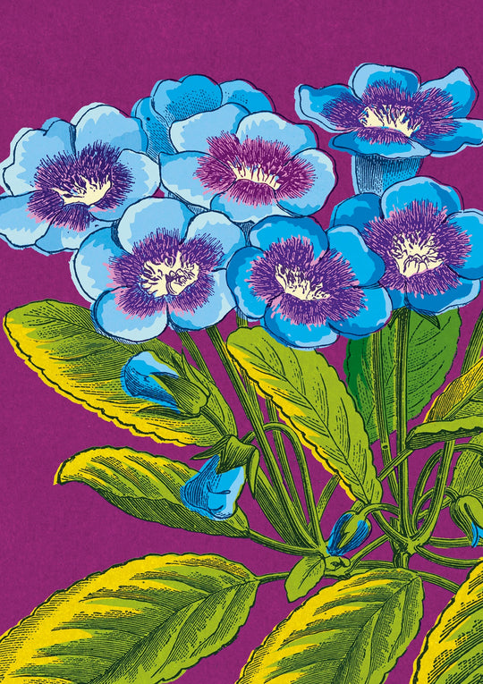 Purple Primroses