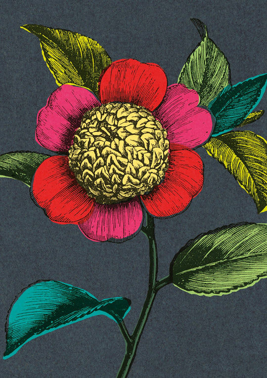 Colourful Camellia