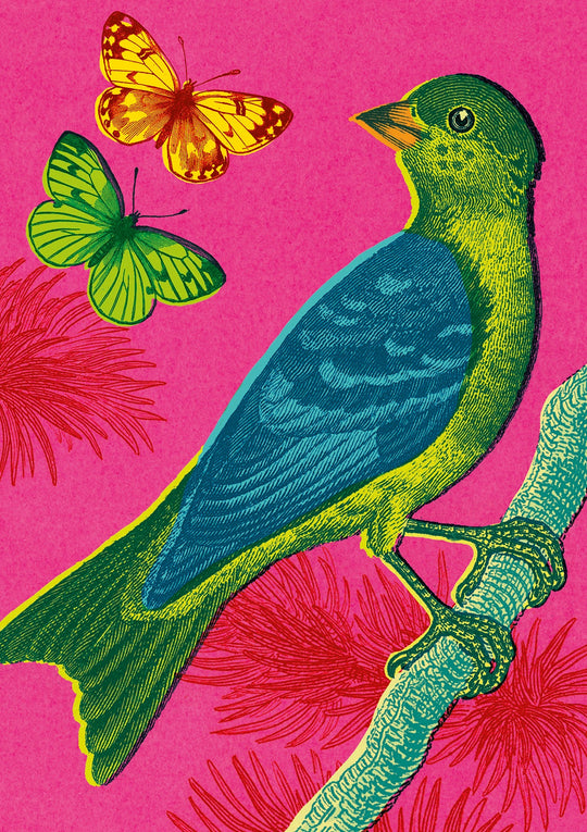 Funky Finch