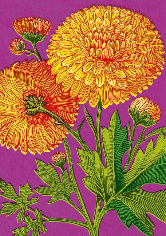 Yellow Chrysanths