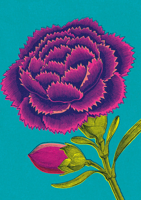 Pink Carnation