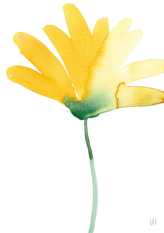 Calendula