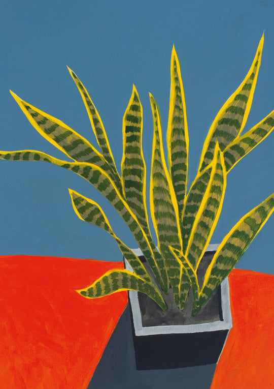 Sansevieria in sunlight