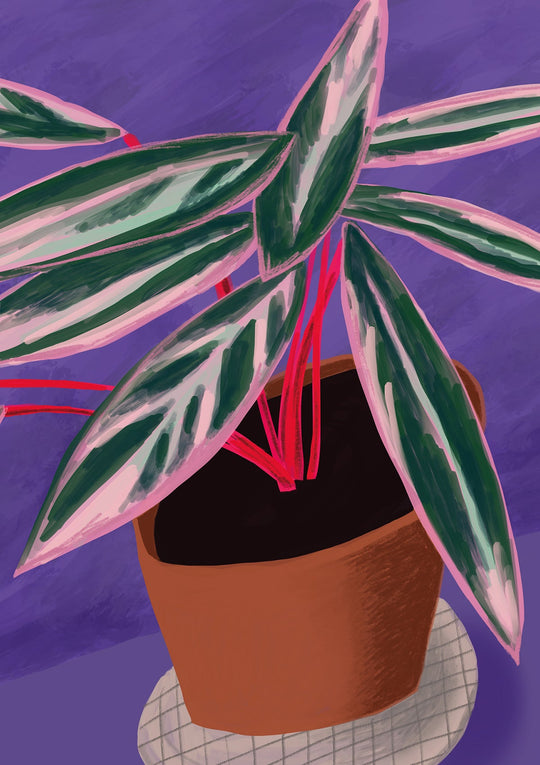 Stromanthe on purple