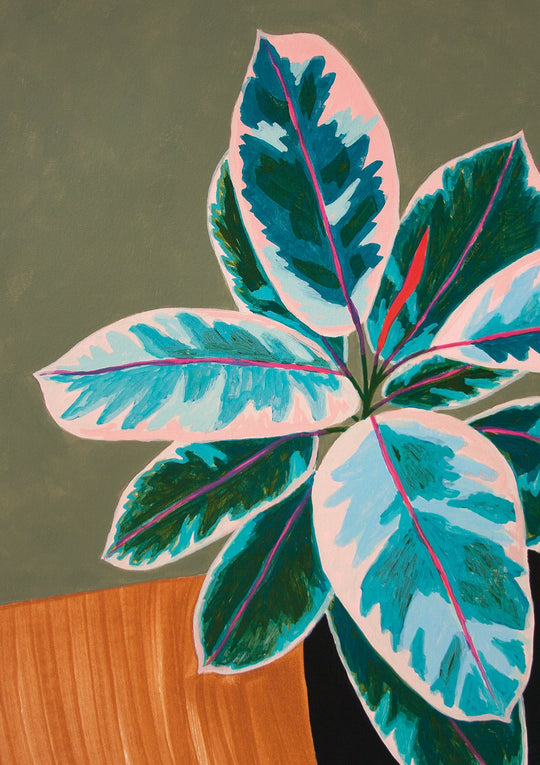 Ruby rubber plant