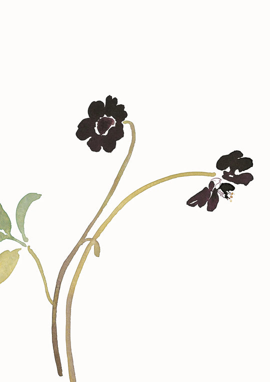 Chocolate cosmos