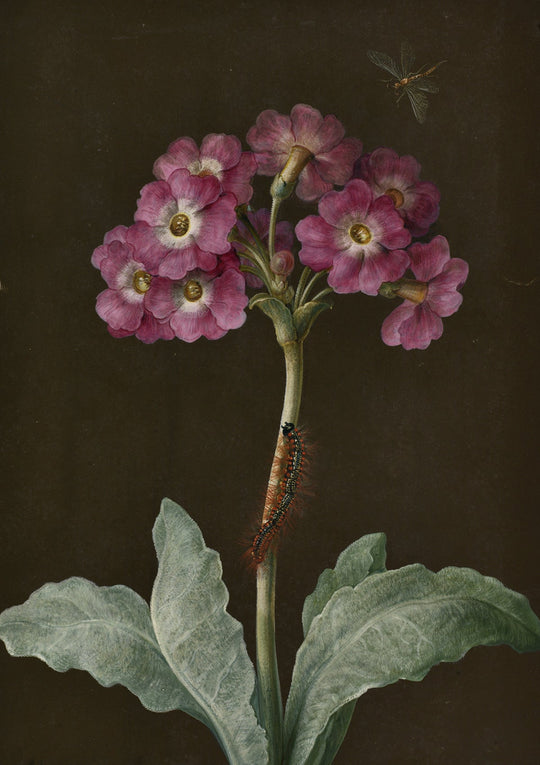 Maria Merian