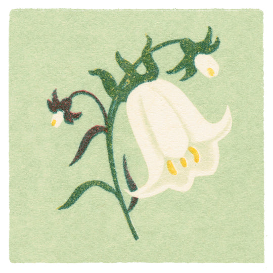Whitebell
