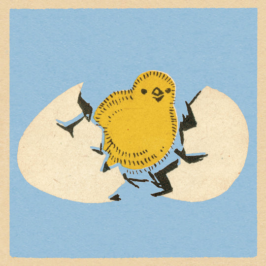 Cracking little chick