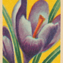 Easter Crocus