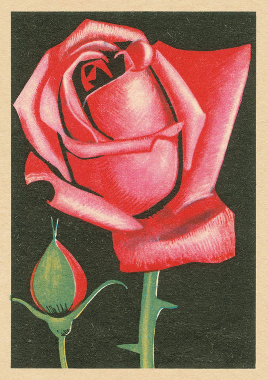 Red, Red Rose
