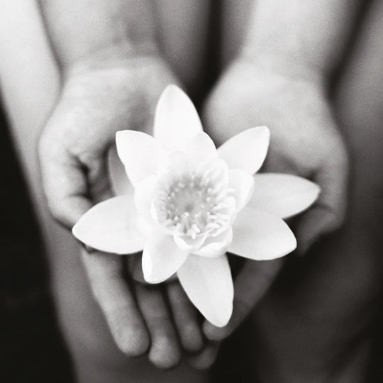 Waterlily