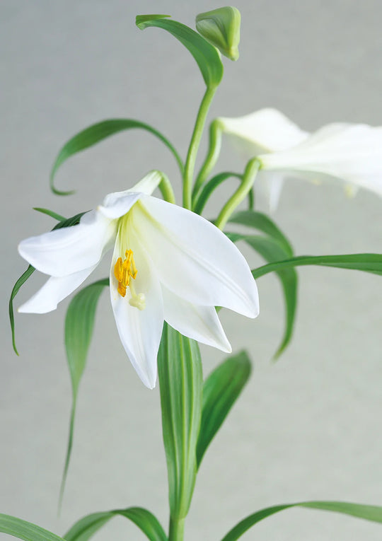 Gentleness