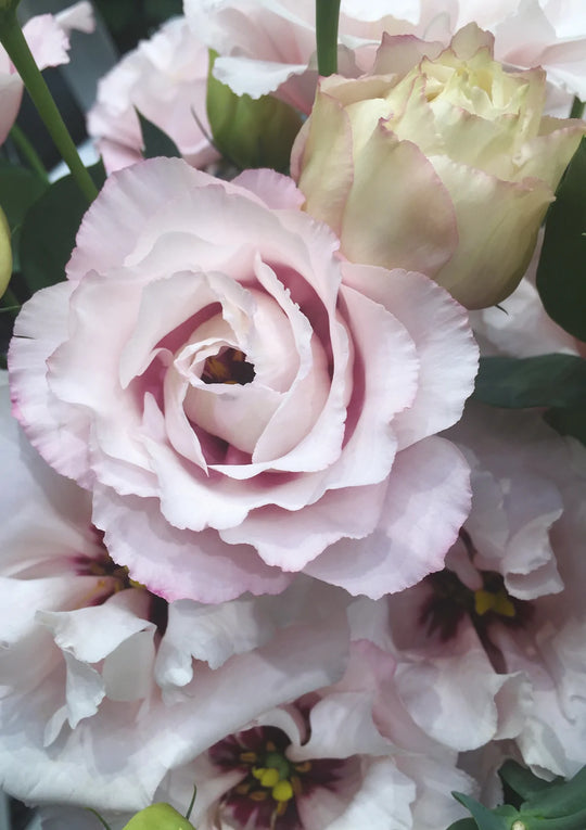 To Be Loved