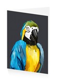 Kota the Parrot