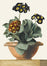 University of Cambridge Museums & Botanic Garden