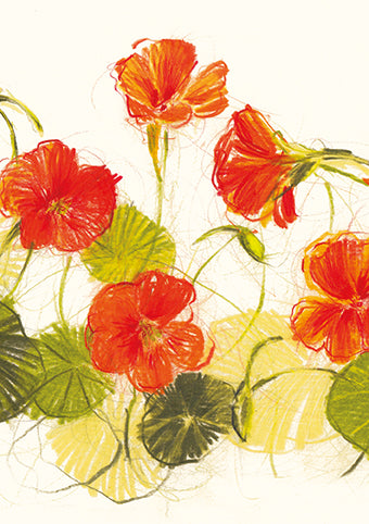 Nasturtium Study