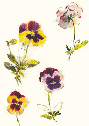 Pansy Study