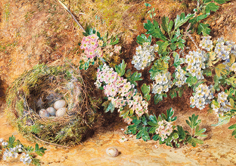 William Henry Hunt, Chaffinch Nest and May Blossom