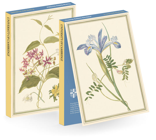 Thomas Robins the Elder, Wild Pea and Ranunculus