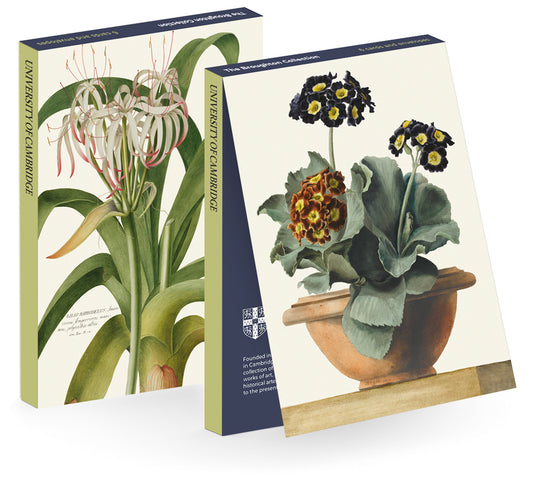 Pancrace Bessa & Georg Dionysius Ehret, Potted Primula and Lilio