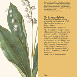 Lily of the Valley