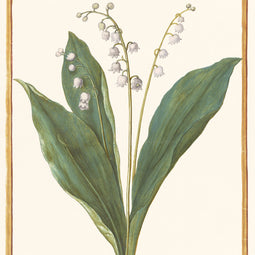 Lily of the Valley