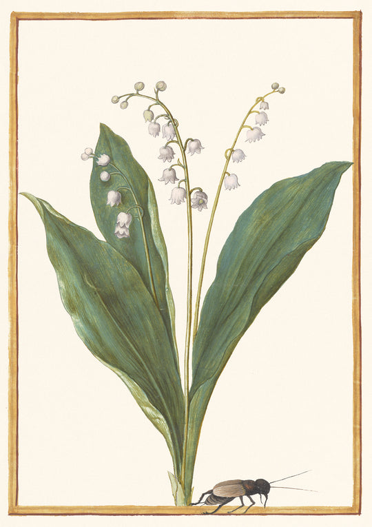 Lily of the Valley