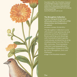 Garden Marigold