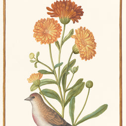 Garden Marigold