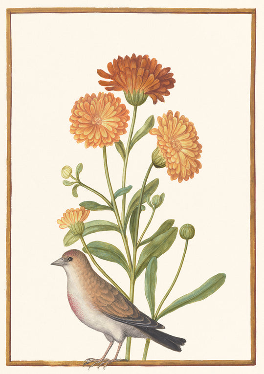Garden Marigold