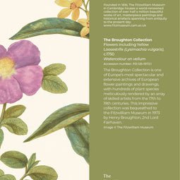 Flowers including Yellow Loosestrife