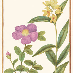 Flowers including Yellow Loosestrife