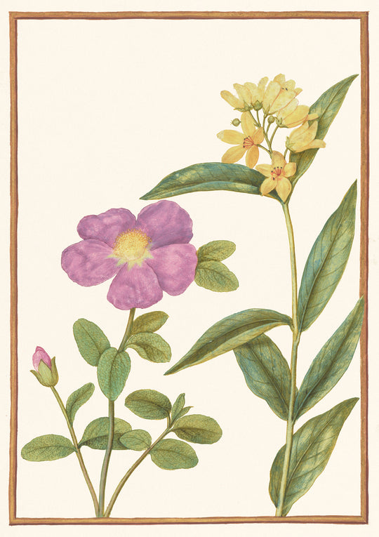 Flowers including Yellow Loosestrife