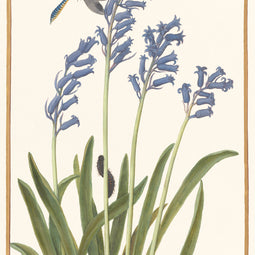 Bluebell and a dragonfly