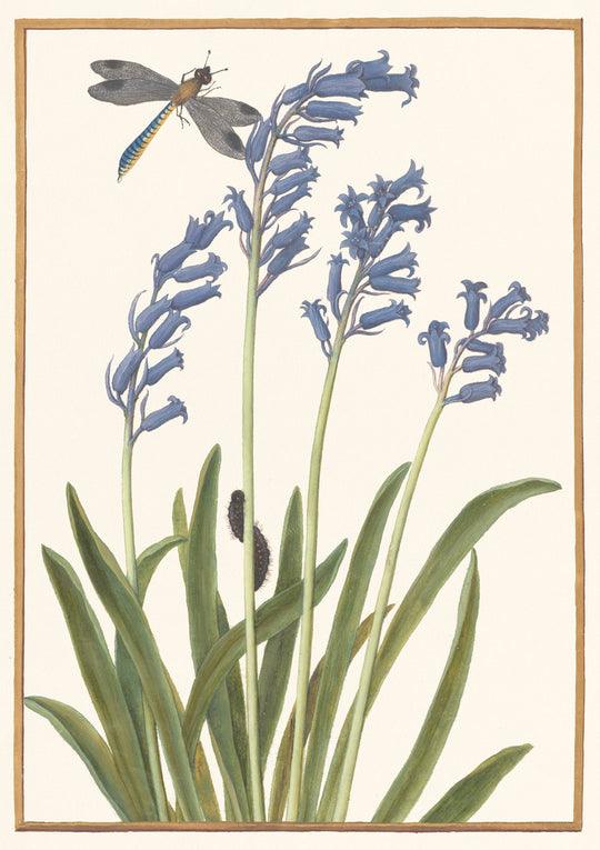 Bluebell and a dragonfly