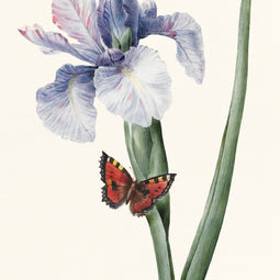 Blue Iris and Butterfly