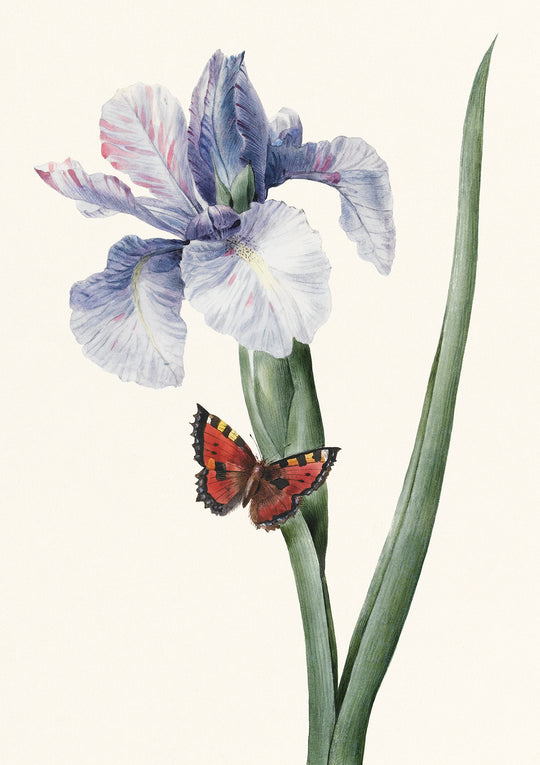 Blue Iris and Butterfly