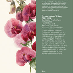 Everlasting Pea