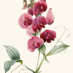 Everlasting Pea