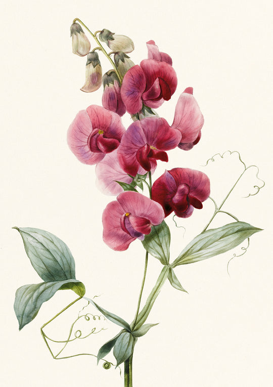 Everlasting Pea
